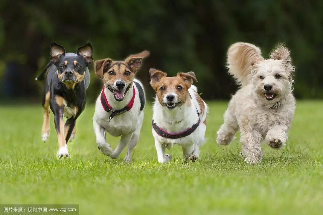 Dogs playing with LEGEND SANDY toys